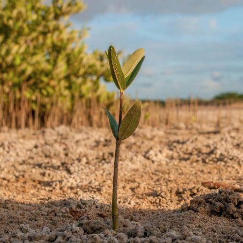 One tree planted donation seed